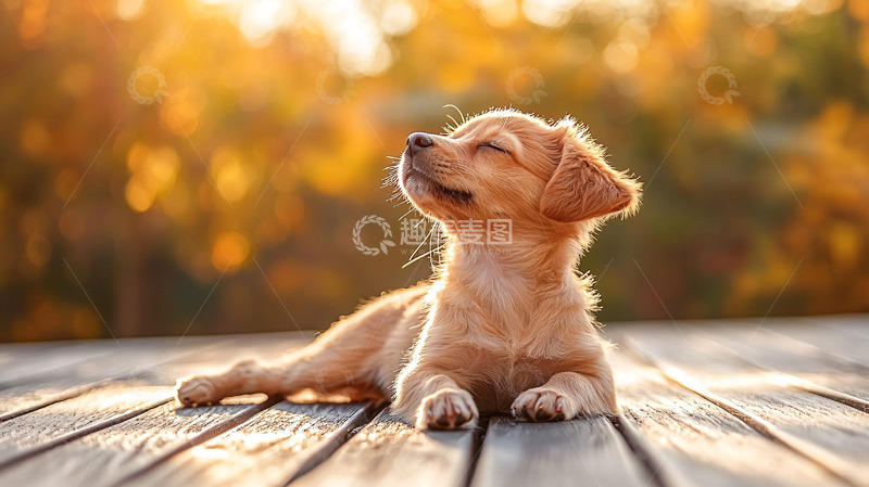 高清大图下载【趣麦麦图】阳光下的小狗