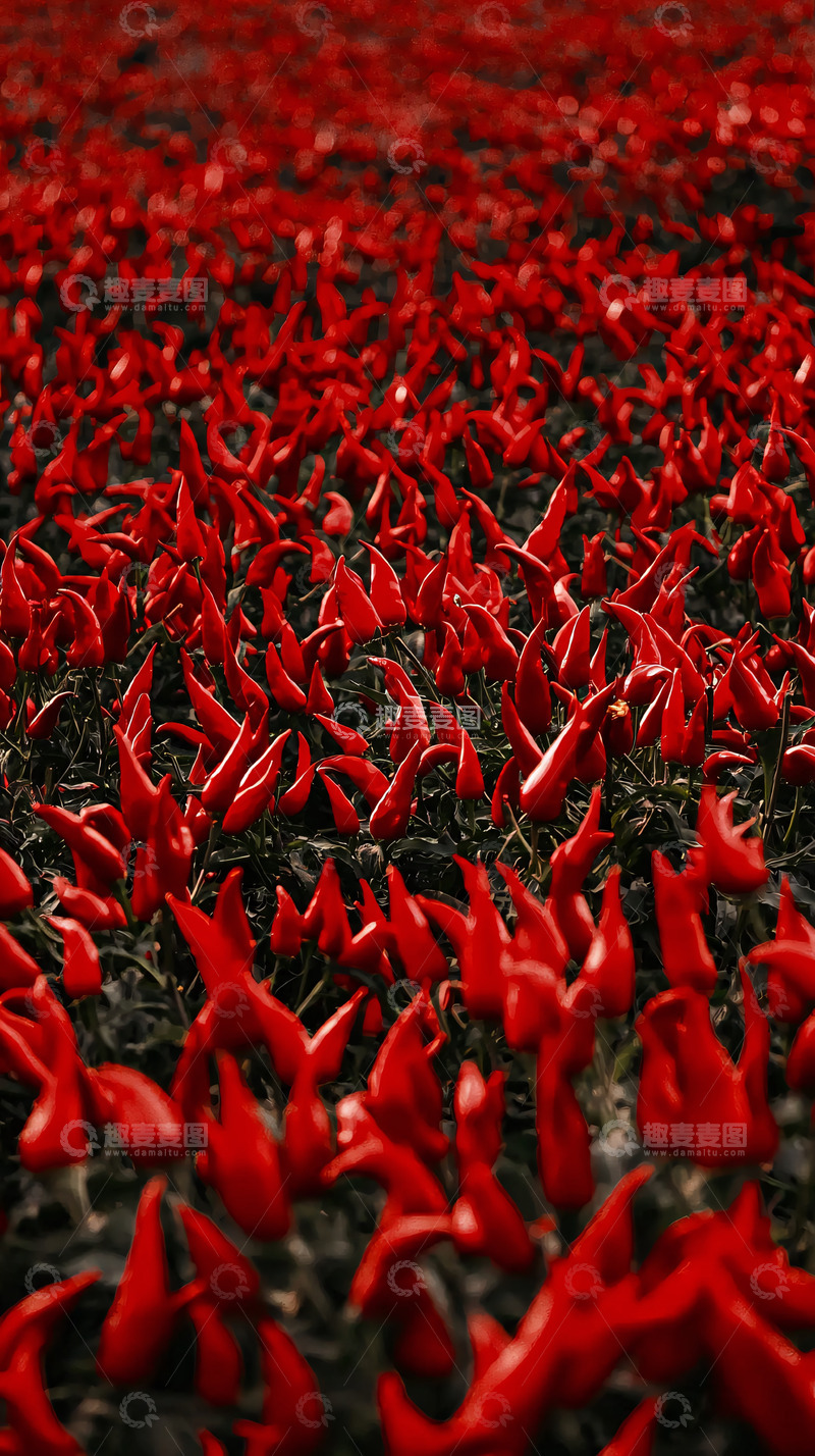 高清大图下载【趣麦麦图】红辣椒种植园