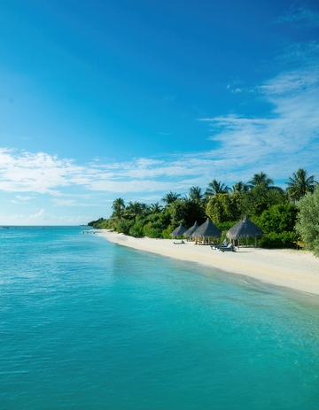 马尔代夫海滨椰林与静谧沙滩景致