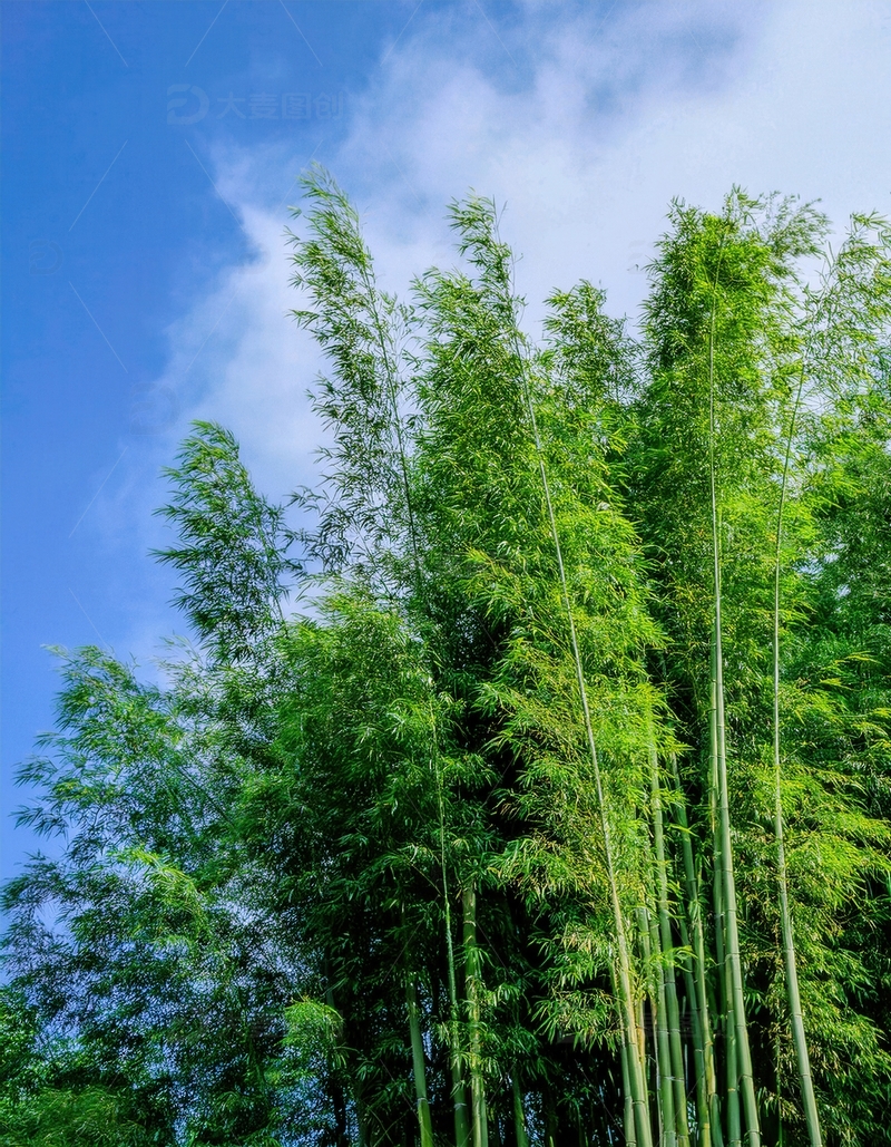 高清大图下载【趣麦麦图】蓝天白云下葱郁挺拔的青青竹林