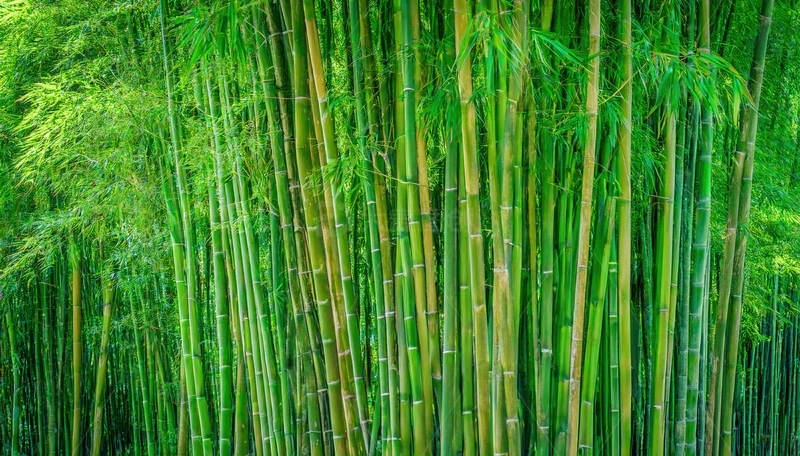 高清大图下载【趣麦麦图】翠绿欲滴的茂密直立竹林景致