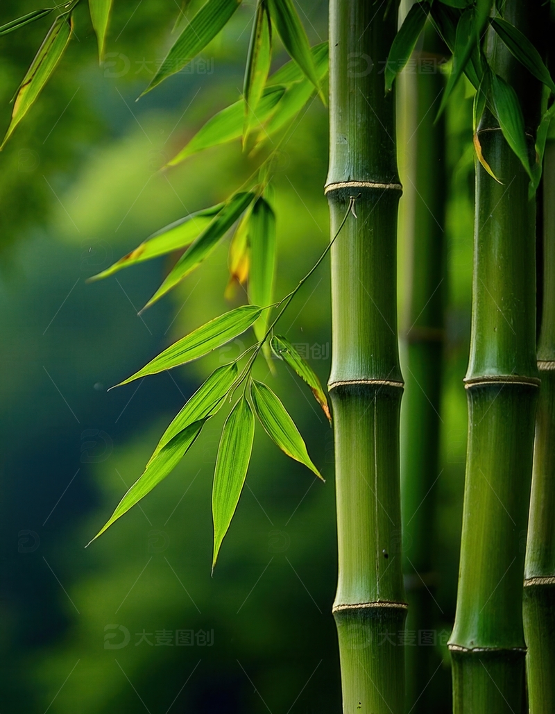 高清大图下载【趣麦麦图】特写：清新翠绿的竹枝与叶片