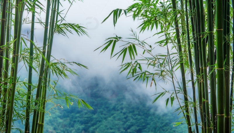 高清大图下载【趣麦麦图】云雾缭绕中清新翠绿的竹林
