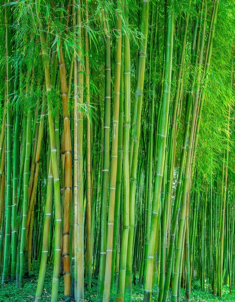 高清大图下载【趣麦麦图】挺拔翠绿的密集竹林垂直景观