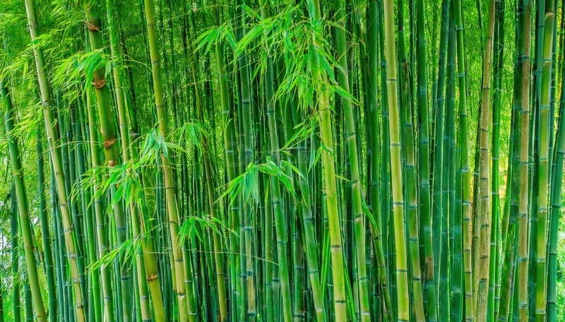 高清大图下载【趣麦麦图】绿意盎然的修长翠竹竹林景观