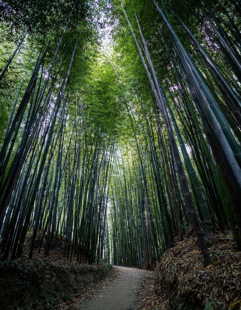 高清大图下载【趣麦麦图】漫步于幽深静谧的翠绿竹林小径