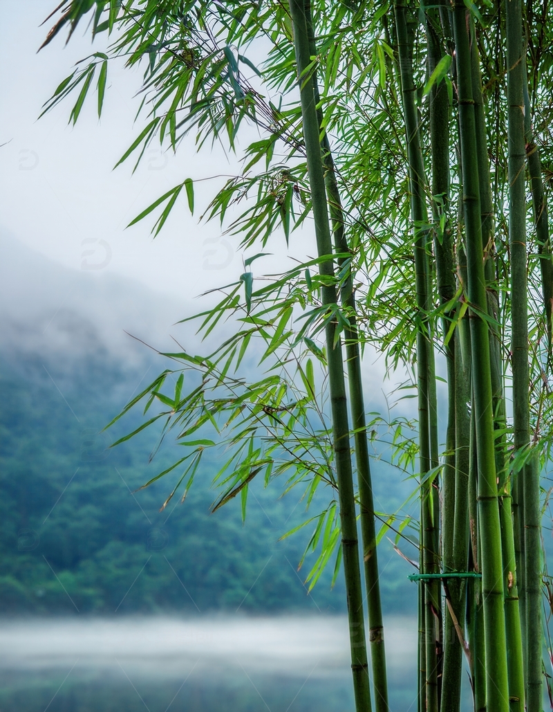 高清大图下载【趣麦麦图】雾绕湖畔翠绿竹子的清幽之景