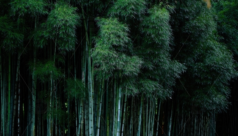 高清大图下载【趣麦麦图】墨绿幽深的挺拔竹林景观