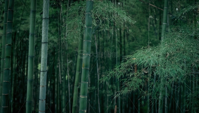 高清大图下载【趣麦麦图】幽深静谧的翠绿竹林风光