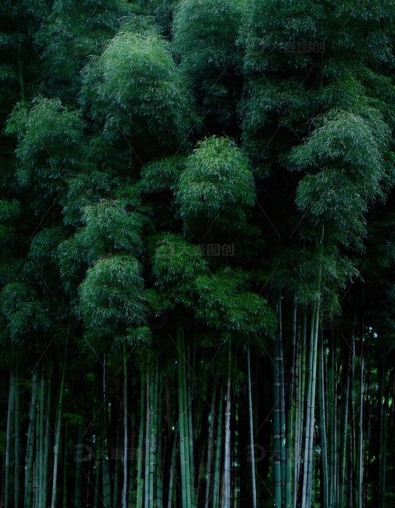 高清大图下载【趣麦麦图】层层叠翠的高耸竹林壮丽景象