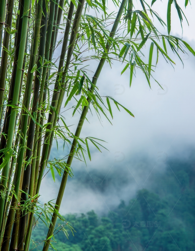 高清大图下载【趣麦麦图】雾霭中摇曳的翠绿竹枝与远山