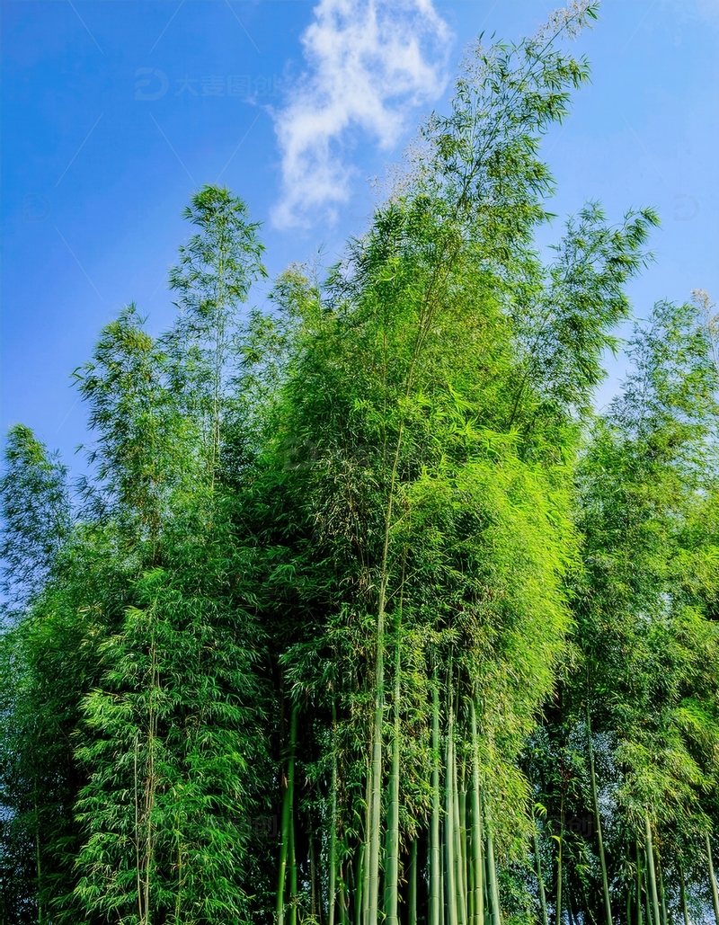 高清大图下载【趣麦麦图】蓝天映衬下生机勃勃的翠绿竹林