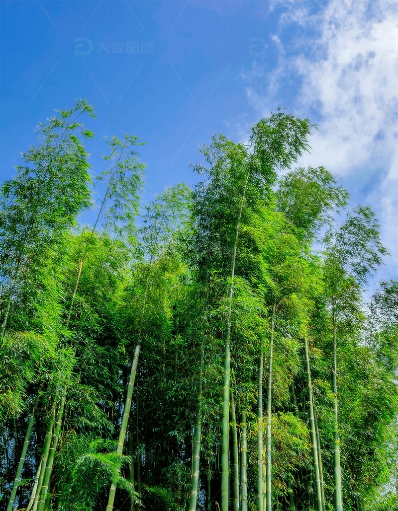 高清大图下载【趣麦麦图】蓝天之下挺拔翠绿的竹林风光