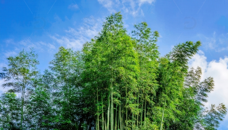 高清大图下载【趣麦麦图】蓝天白云下葱郁挺拔的竹林盛景