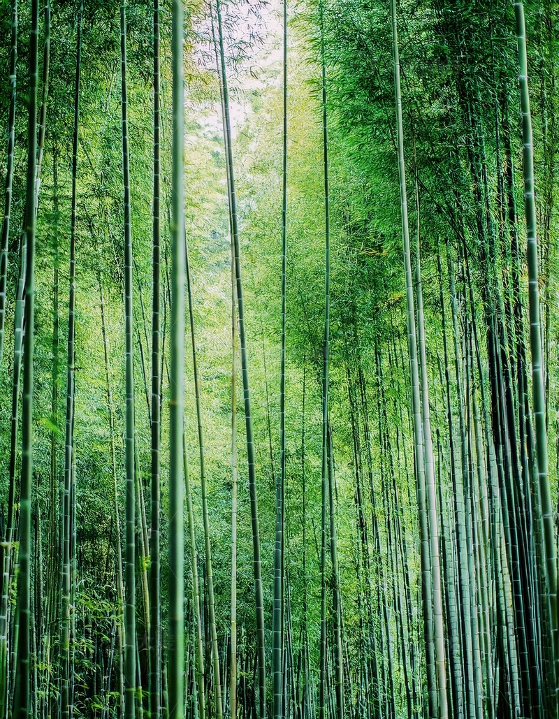 高清大图下载【趣麦麦图】高耸入云的葱郁垂直竹林景致