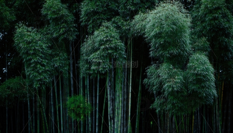 高清大图下载【趣麦麦图】幽暗中挺拔而立的茂密竹林