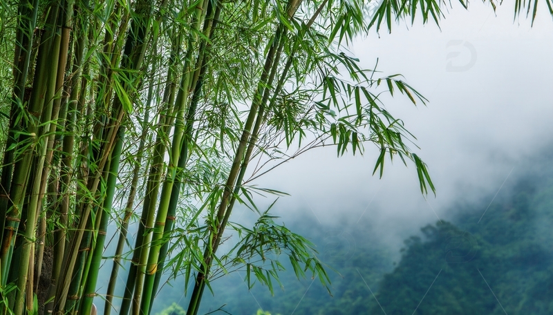 高清大图下载【趣麦麦图】雾霭中翠绿竹林与朦胧山峦