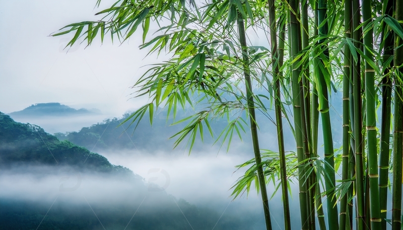 高清大图下载【趣麦麦图】雾中山峦旁摇曳的翠绿竹影