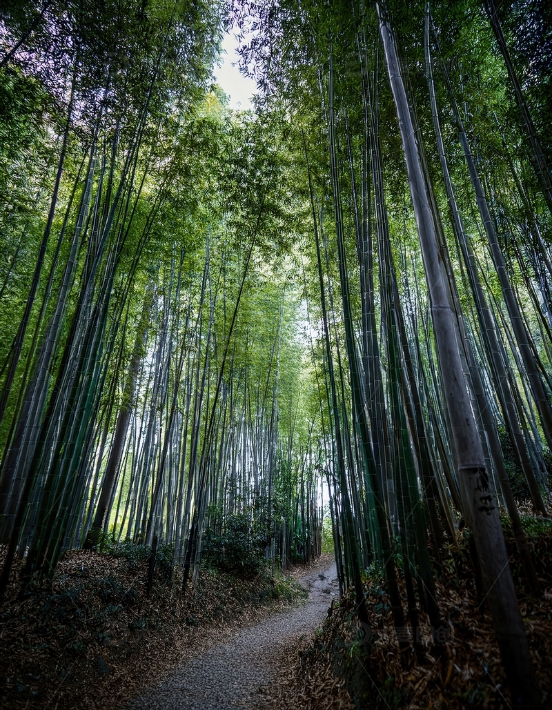 高清大图下载【趣麦麦图】蜿蜒小径穿梭于高耸翠绿竹林