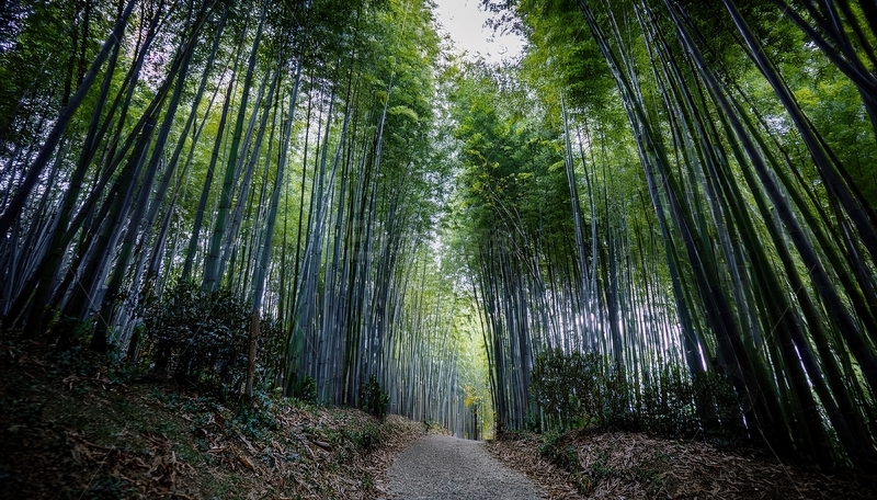 高清大图下载【趣麦麦图】穿行在静谧深邃的竹林小径
