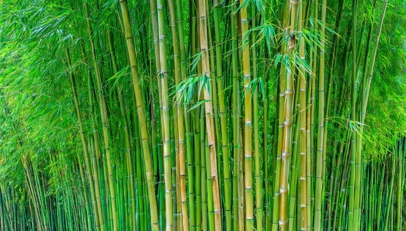 高清大图下载【趣麦麦图】满眼翠绿生机勃勃的挺拔竹林