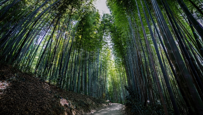 高清大图下载【趣麦麦图】漫步于幽深翠绿的竹林小道