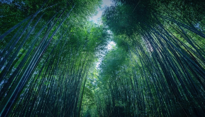 高清大图下载【趣麦麦图】仰观葱郁幽深的竹林绿色隧道