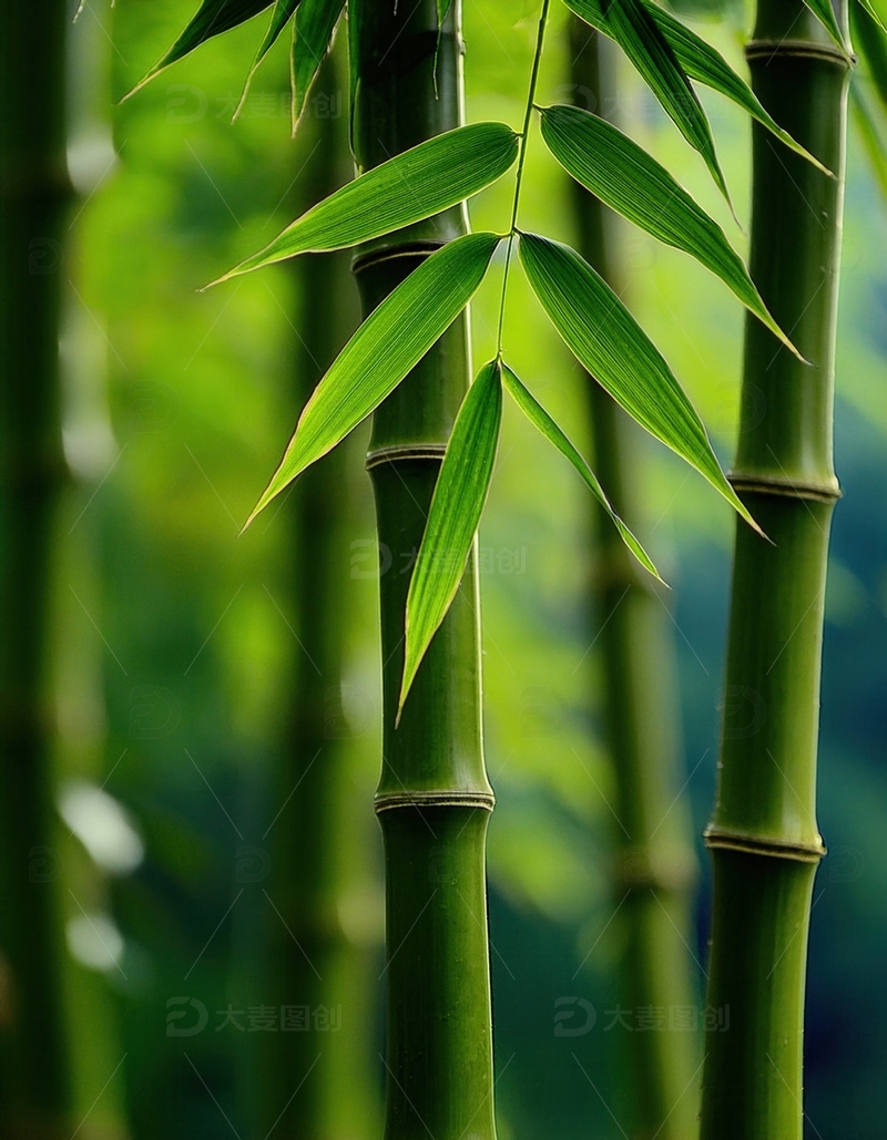 高清大图下载【趣麦麦图】聚焦翠绿修长的竹枝竹叶细节