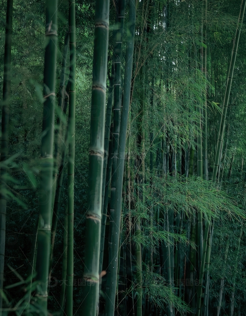 高清大图下载【趣麦麦图】幽深静谧的墨绿色竹林内部景象