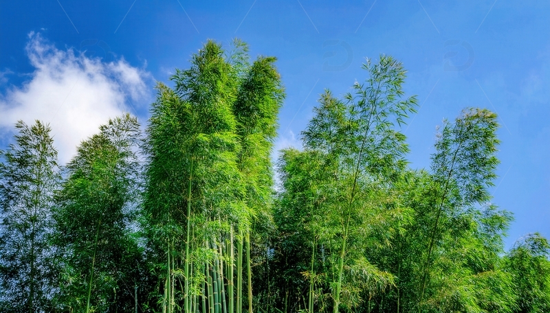 高清大图下载【趣麦麦图】蓝天映衬下挺拔翠绿的竹林风光