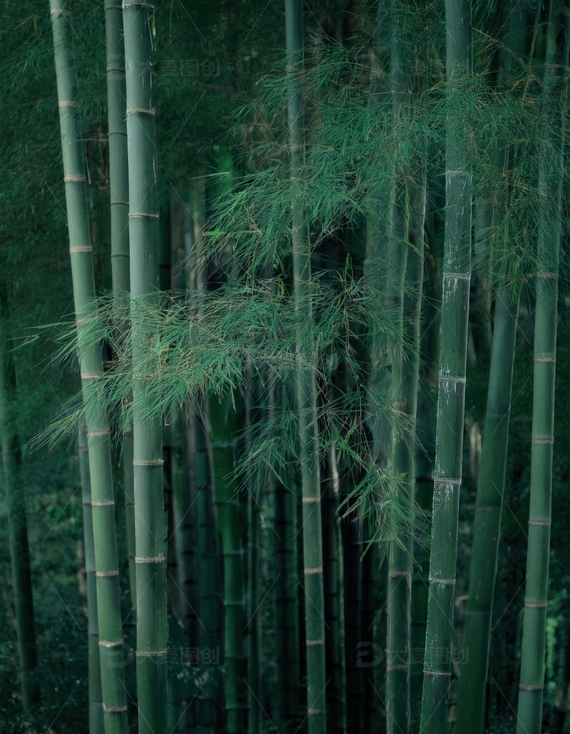 高清大图下载【趣麦麦图】深绿竹林中错落有致的竹干枝叶
