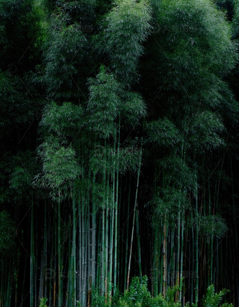 高清大图下载【趣麦麦图】挺拔林立的墨绿竹林独特景致