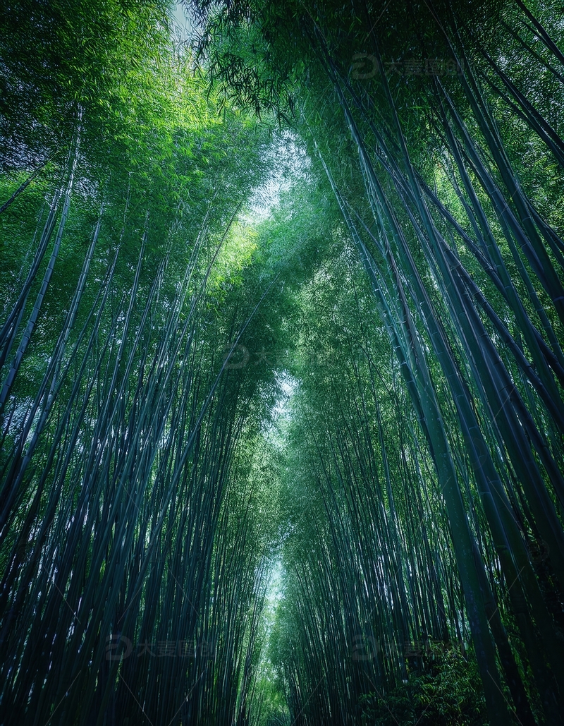 高清大图下载【趣麦麦图】漫步于阳光洒落的幽深翠绿竹林