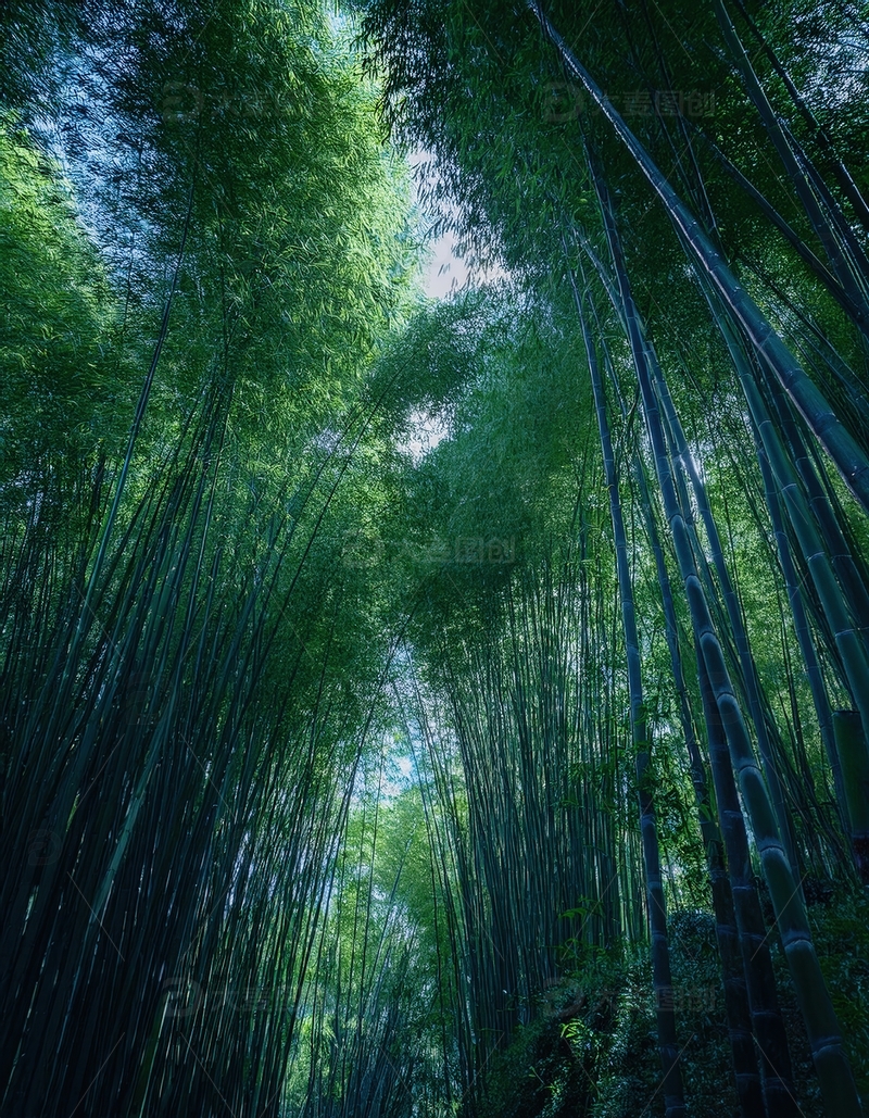高清大图下载【趣麦麦图】仰望高耸入云的翠绿竹林景观