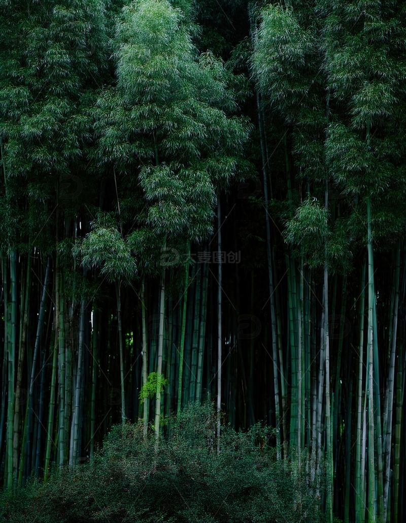 高清大图下载【趣麦麦图】深幽竹林中挺拔翠竹的静谧画面