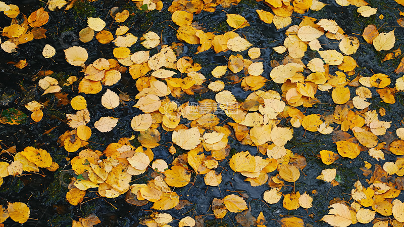 高清大图下载【趣麦麦图】落叶地面背景图