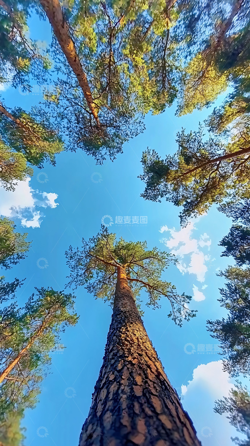 高清大图下载【趣麦麦图】仰望松树与蓝天