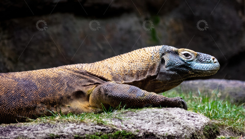 高清大图下载【趣麦麦图】科莫多龙草地静卧