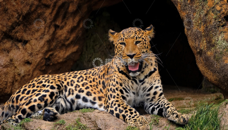 高清大图下载【趣麦麦图】岩石洞穴旁的豹子