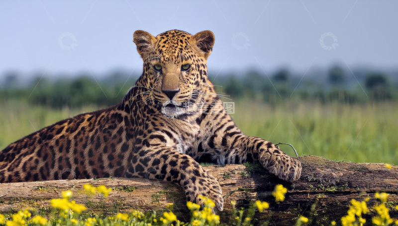 高清大图下载【趣麦麦图】草原木头上休憩的豹子