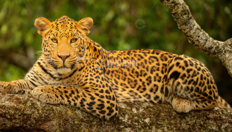 高清大图下载【趣麦麦图】树林树枝上静卧的豹子
