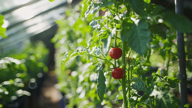 高清大图下载【趣麦麦图】温室里的成熟小番茄