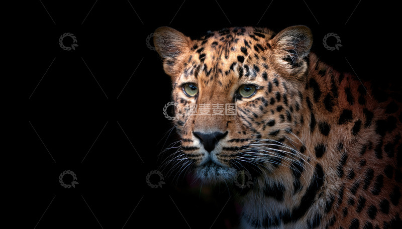 高清大图下载【趣麦麦图】暗背景中的豹子特写