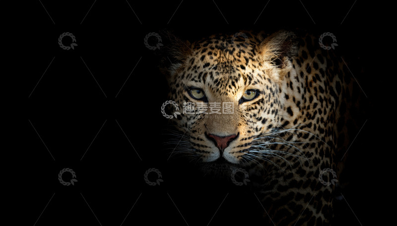 高清大图下载【趣麦麦图】暗背景中光影下的豹子1