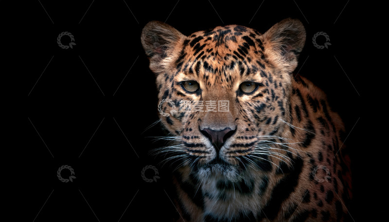 高清大图下载【趣麦麦图】暗背景中的豹子近景