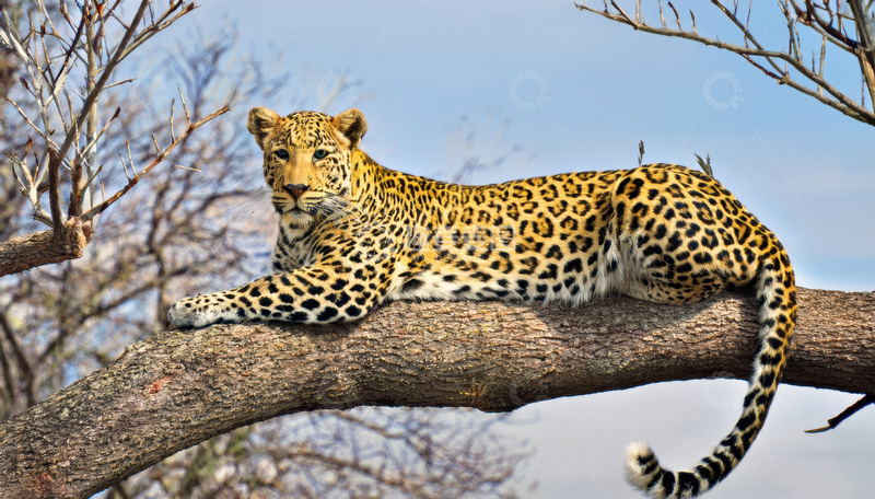 高清大图下载【趣麦麦图】蓝天树枝上休憩的豹子