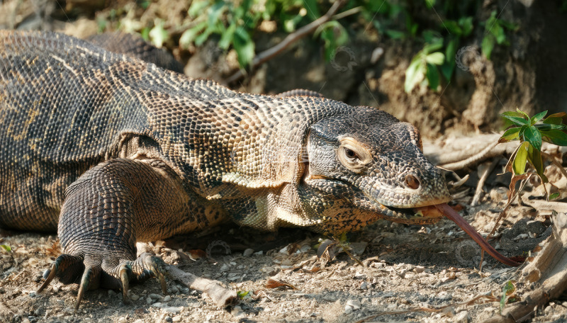高清大图下载【趣麦麦图】科莫多龙伏地吐舌