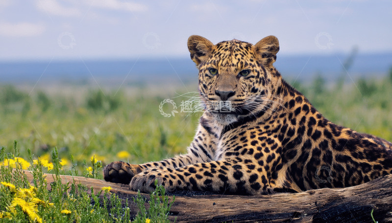 高清大图下载【趣麦麦图】草原繁花中卧着的豹子