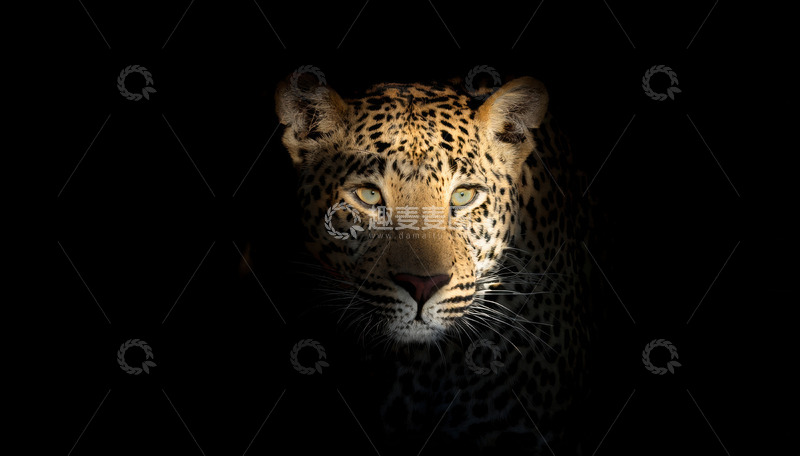 高清大图下载【趣麦麦图】暗背景中光影下的豹子