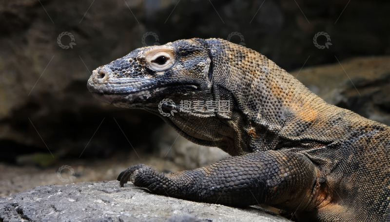 高清大图下载【趣麦麦图】科莫多龙石上休憩